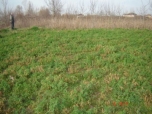 Sat�l�k Arsa